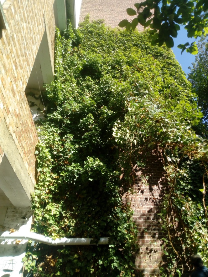 Refaire, réparer ou réarranger votre pelouse - Pose de gazon en rouleaux Refaire, réparer ou réarranger votre pelouse - Pose de gazon en rouleaux